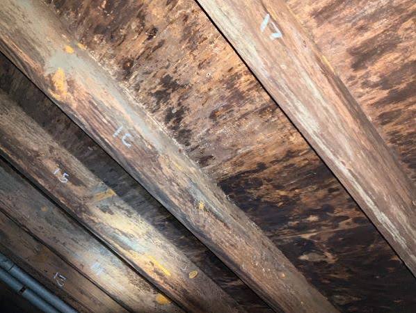 Mold growth across attic rafters and roof decking in an older West Palm Beach home
