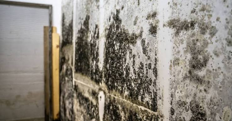 Heavy black mold colonization on an interior wall corner requiring specialized removal