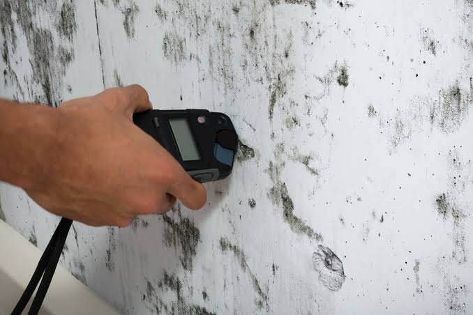 Moisture meter reading used to verify a wall has returned to a normal moisture level